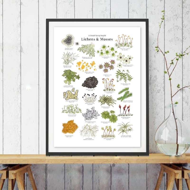 Настенная картина Картина на холсте рисунок леса лишайки мхи природа Фотофон для