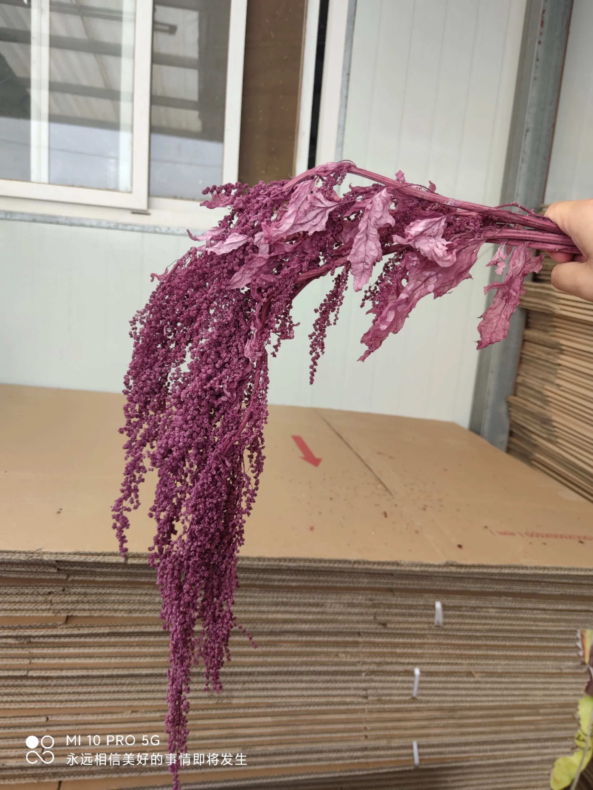 150g Preserved Lover Tears Dry Natural Real Long Flowers Spiker Plant 60-70cm For Home Party Wedding Occasion Decoration Props | Дом и сад