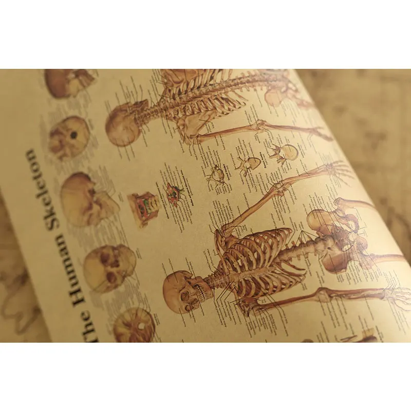 Human bones detail cross-section diagram illustration diagram kraft paper retro poster classroom museum decoration wall stickers
