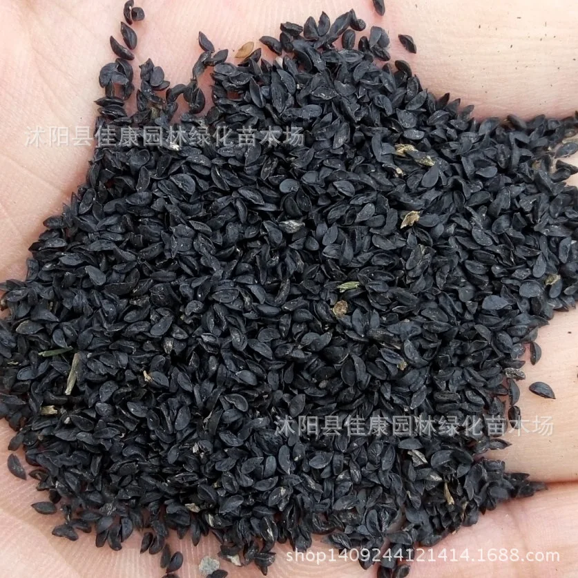100 шт./упак. Seedsplants Giant Allium Giganteum красивый цветок-бонсай садовое растение в уровень почкования 95% редкий цветок для малыша