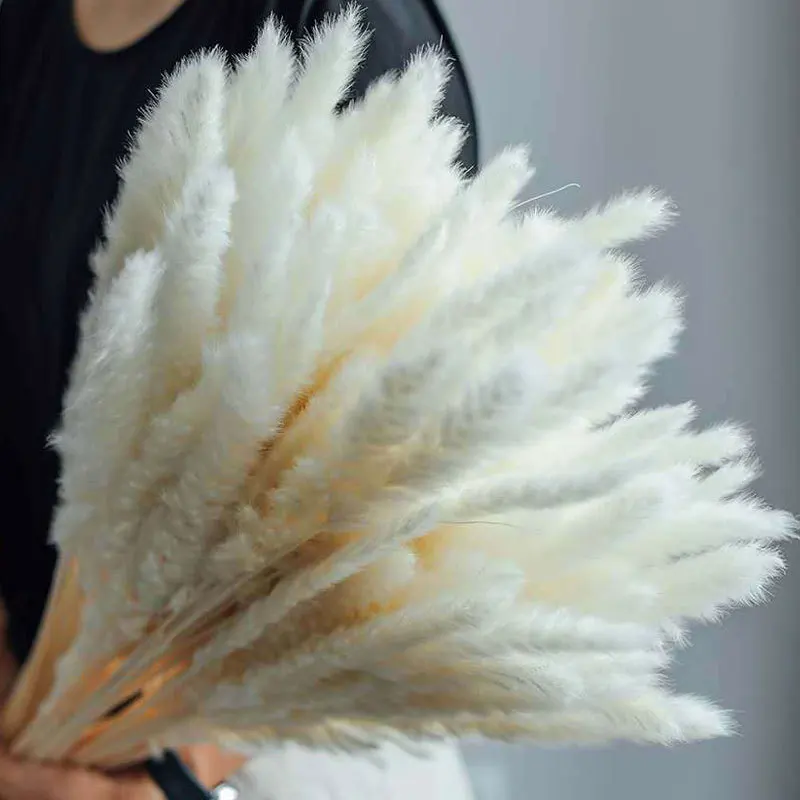 

Pampas Grass Bouquet 30PCS/Length 42-50CM Real Dried Natural Reed Flower Dry Small Bulrush Reeds Home Decoration Wedding Decor