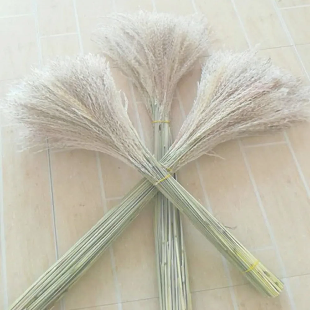 

Free shipping 100 pcs wedding pampas grass flower bunch natural dried flower reed pampas grass raw color home decor