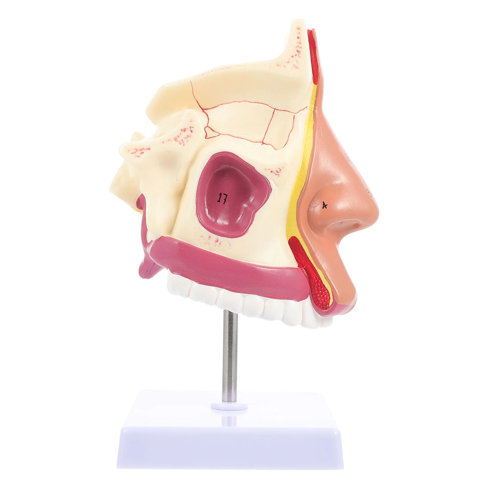 

1 шт., модель анатомии носа, модель носа, модель носа, структура, модель, школьный реквизит