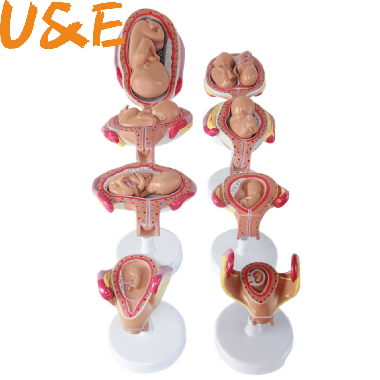 

8 X Fetal model Anatomical Human Fetal Development Model - Baby Fetus Foetus Pregnancy Anatomy
