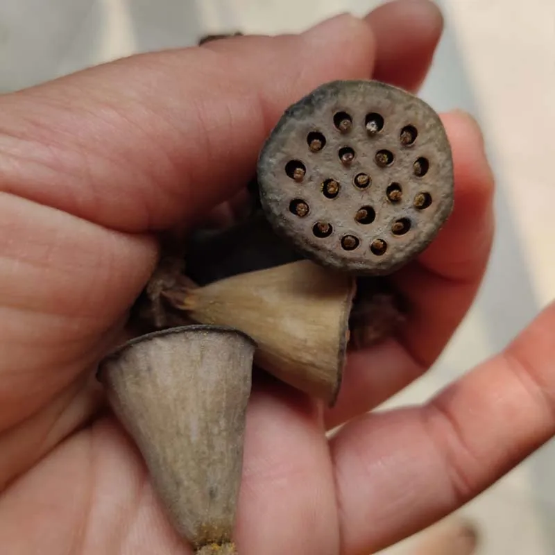 5 шт./пакет миниатюрные натуральные сухие цветы лотоса офисное украшение