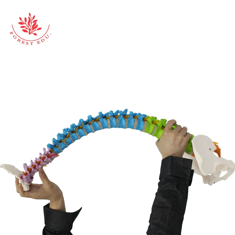 Модель анатомии человеческого гибкого позвоночника из ПВХ материала размером 85 см с различными цветами и двумя бедренными костями для обучения.