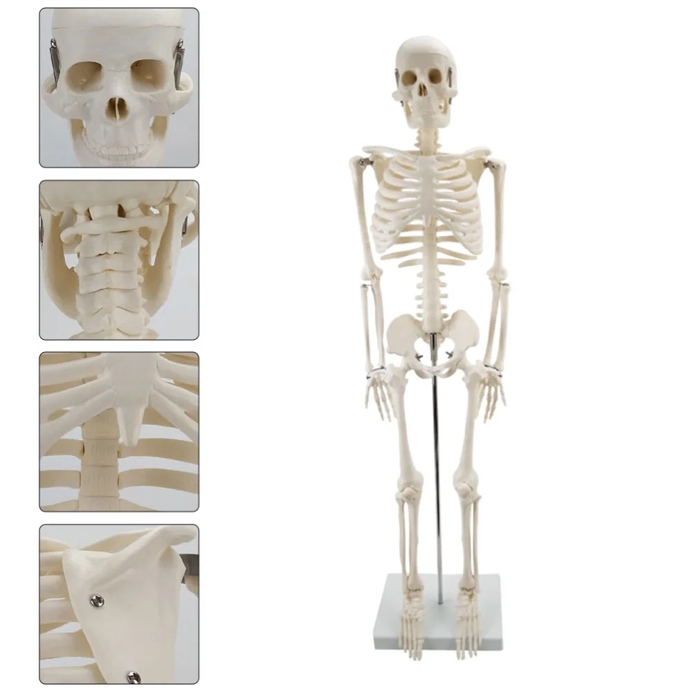 

1pc Human Skeleton Model Simulation Skeleton Model for Teaching Use