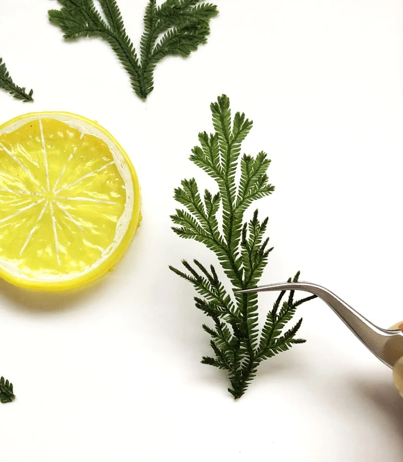 

100pcs Pressed Dried Selaginella Leaf Flower For Epoxy Resin Jewelry Making Makeup Face Bookmark Nail Art Craft DIY