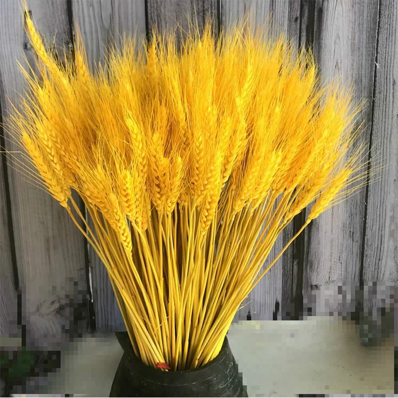 

100Pcs Natural Wheat Ear Flower Decoration Natural Pennisetum Dry Flower Wedding Party DIY Craft Scrapbook Bouquet