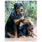 5d алмазная вышивка Ротвейлер Собака 3d Алмазная живопись вышивка крестиком Милая животная мозаика картина Стразы домашние аксессуары искусства