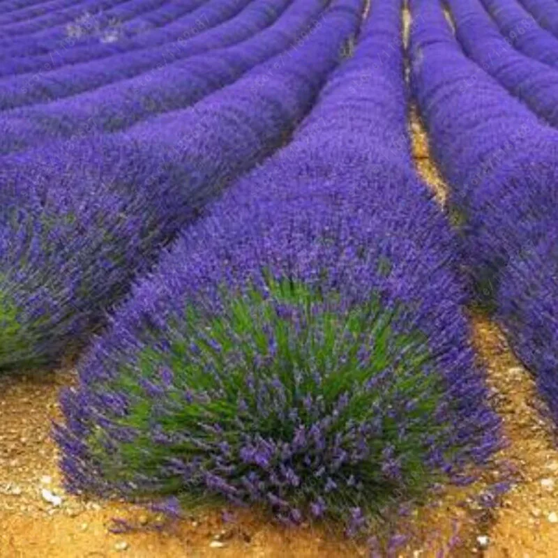 200 шт./лот лаванды английский(Lavandula узколистный) ванили бонсай для Домашнего Цветоводства