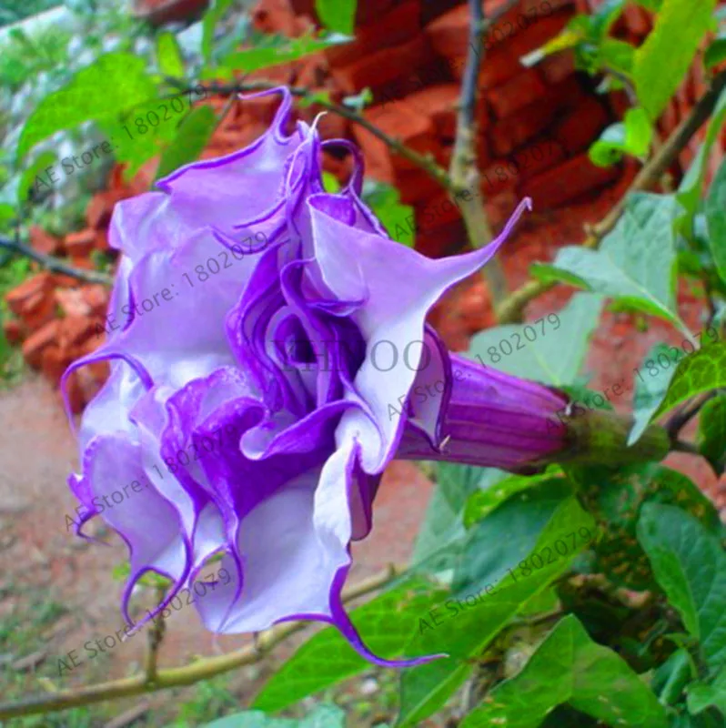18 Свежий 100 шт редкий Datura бонсай бругмансия Suaveolens фламенко Красивая Мандала Цветок садовый многолетник Горшечное растение - Цвет: 18
