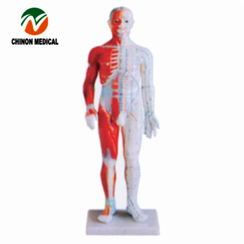 Шиньон 60 см человеческого тела Иглоукалывание манекен для лекарственных