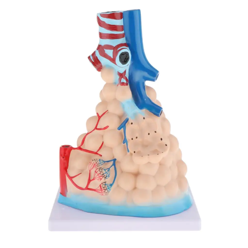 

Handmade Enlarging Alveolar Anatomical Model PVC Anatomy Learning Display