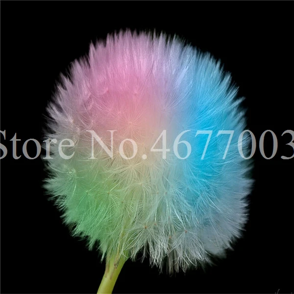 Taraxacum монгольский цветок бонсай, Одуванчик красивый монгольский Одуванчик бонсай Diy товары для домашнего сада травяные плантации 100 шт