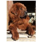 Тибетский мастиф 5D сделай сам, алмазная вышивка, животное, собака, алмазная живопись, наборы для вышивки крестиком, квадратная Круглая Мозаика