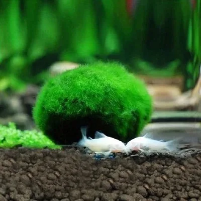 

Marimo Moss Balls Spongebob Aquarium Decoration Fish Tank Live Aquarium Plant Algae Fish Shrimp Ornament Green Seaweed Ball