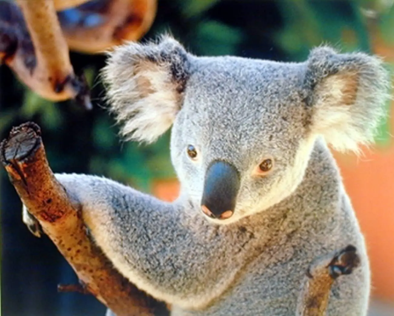 

Wall Decor Koala Bear Holding a Tree Kids Room Art Print Poster