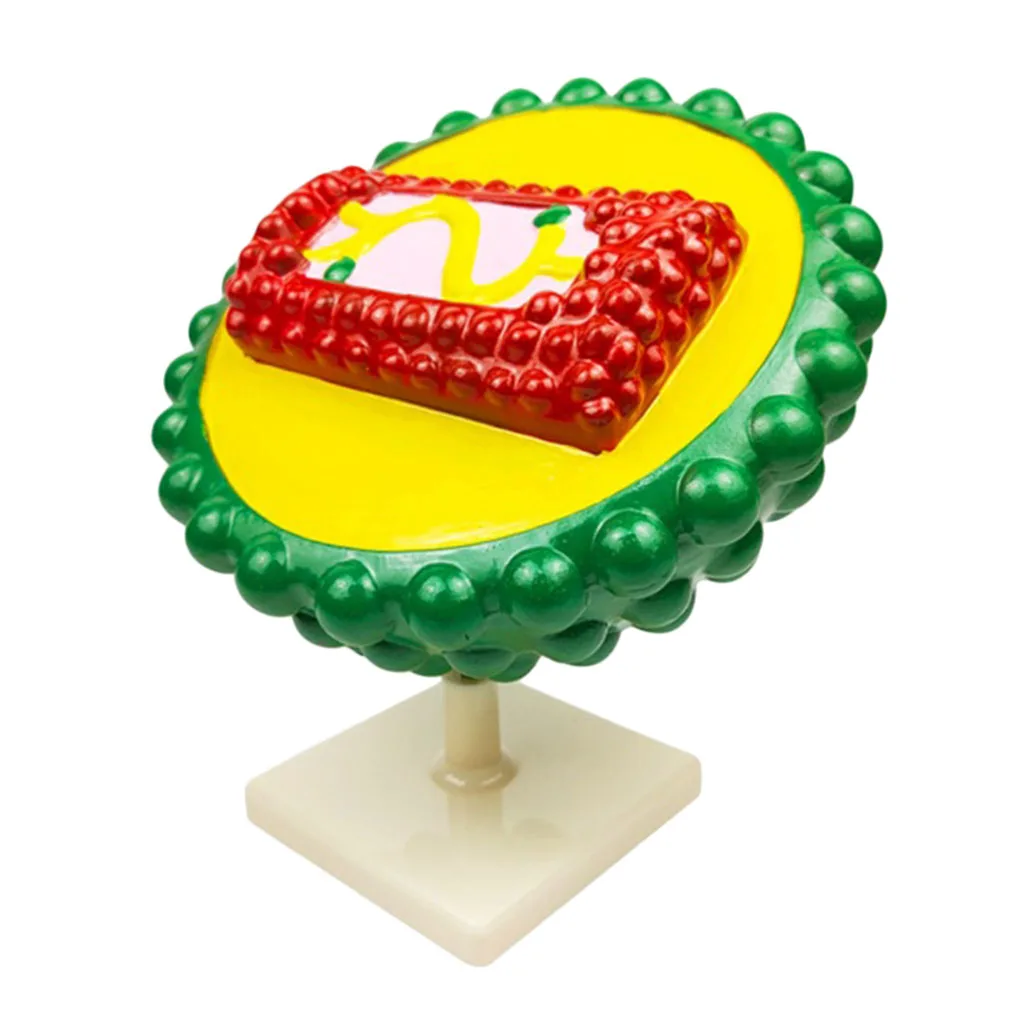 

Biological Anatomical Model Virus Demonstration HIV Virus Structure Anatomy