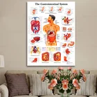 Настенная картина, медицинская развивающая карта тела человека, плакат, Анатомия человека, Мышечная система, шелковая ткань, живопись, домашний декор