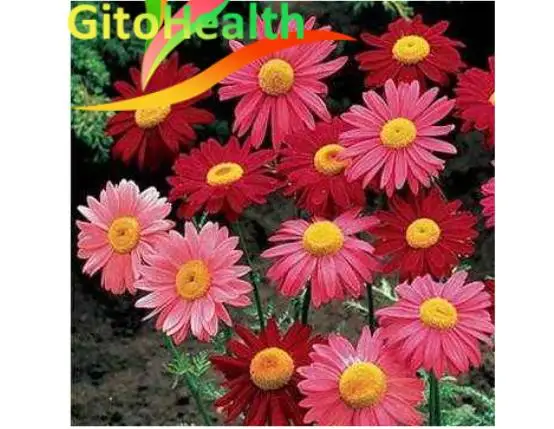 

The seed of chrysanthemum has good effect on mosquito control