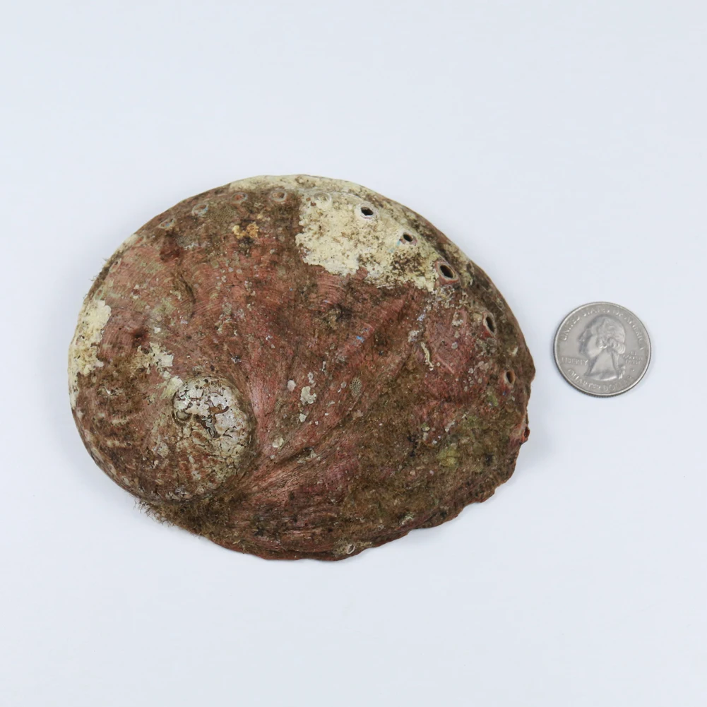 Натуральные ракушки из абалона украшение для дома аквариума ландшафта коробка