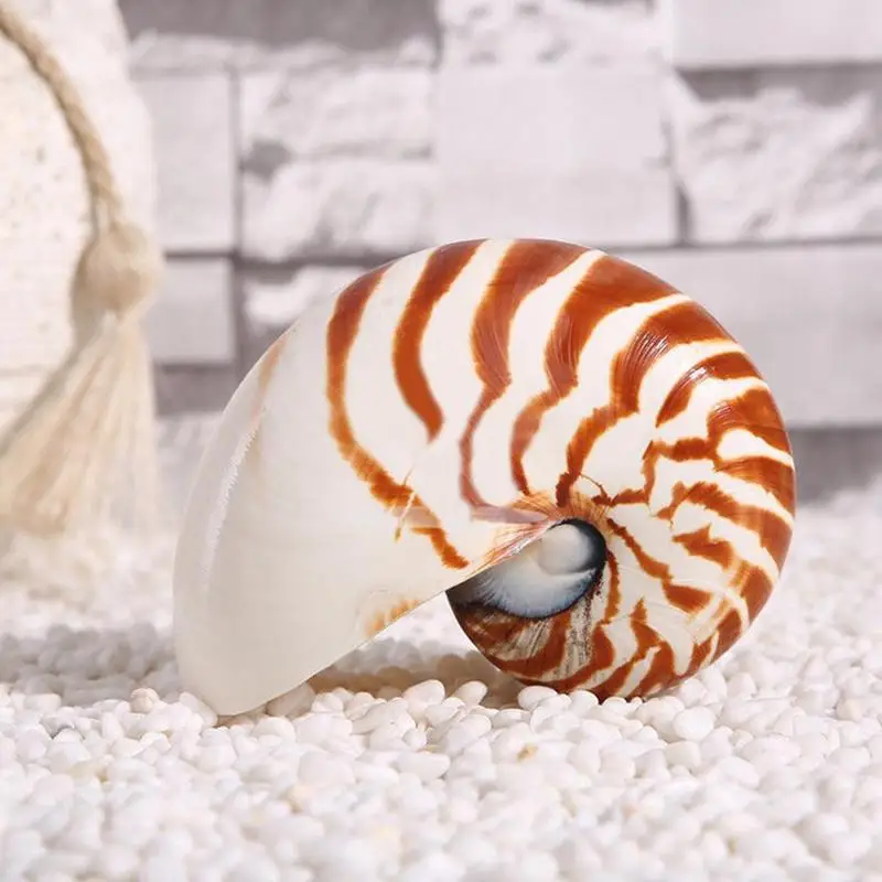13-14 см, 1 шт., натуральная раковина Nautilus, морская звезда, настольная, аксессуары для аквариума, украшение для аквариума