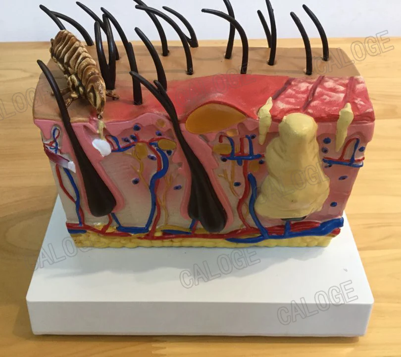 Бесплатная доставка анатомическая модель для кожи собак домашних животных