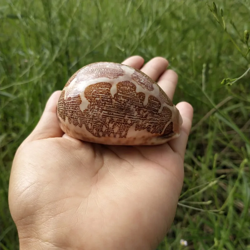 8 см браслет из прородного белого камня Seashell образец Средиземноморское море пляж оболочки окаменелостей ремесло дома аквариум украшенное кораллами Новая морская раковина