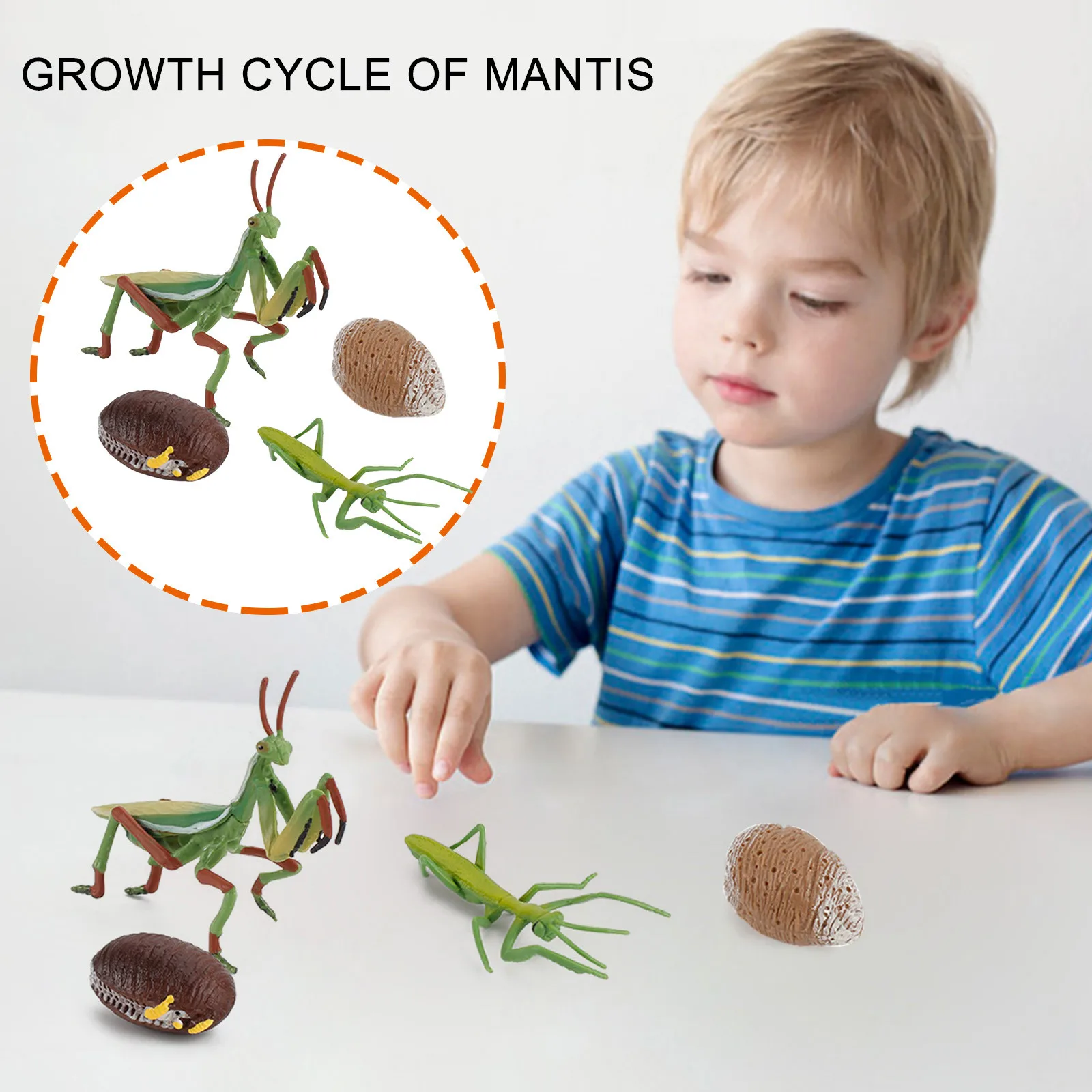 

4 Piece Insect Figure Animal Life Cycle Plastic Brood To Mature Period