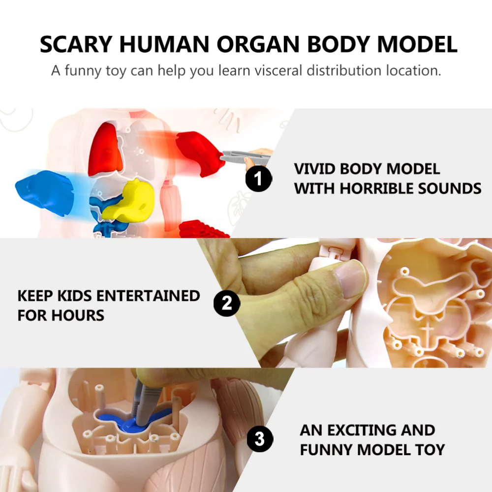 

1 Set of Human Body Model Assembly Children DIY Model Kids Model
