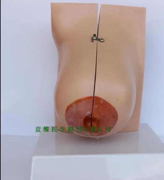 Анатомическая модель женской груди для беременности и кормления грудью