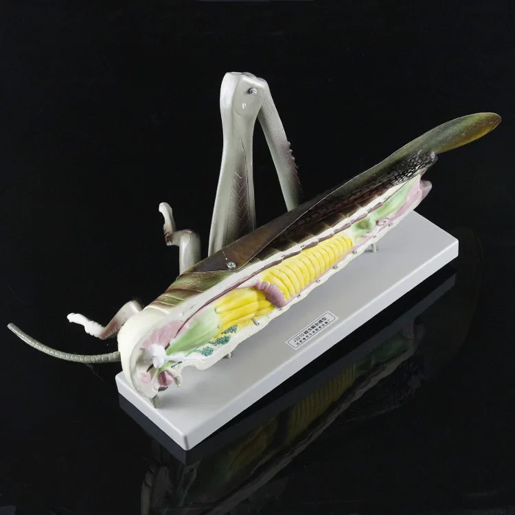 

10X Enlarged Medical Puzzle Assembly Animal Insect Model Locust Anatomy Assembled Model Medical Anatomy Hexapod Assembled Model