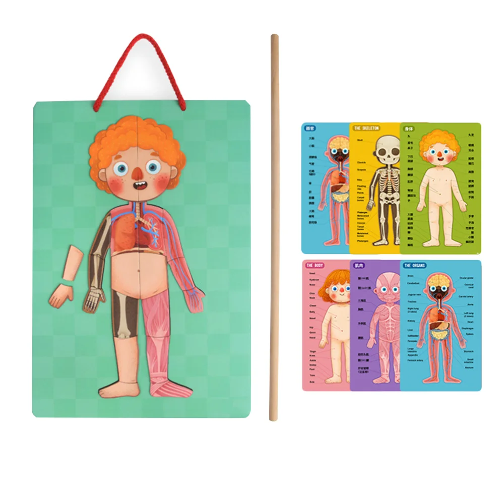Магнитная модель человеческого тела игрушка-пазл магнитная подвесная доска