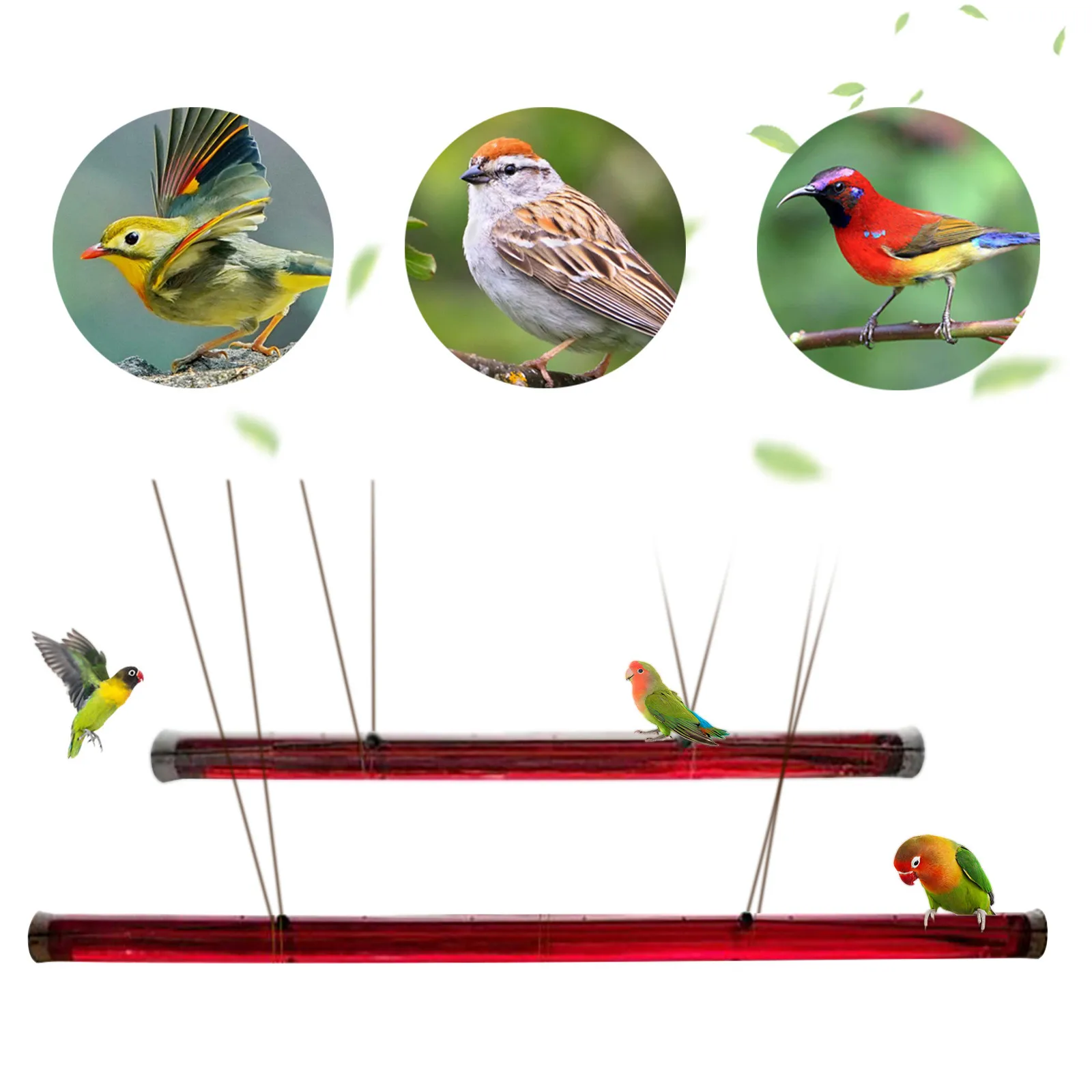 

Hummingbird Feeder With Hole Feeding Pipes Birds Easy To Use Red Hanging Long Tube Bird Feeder 60cm Anna's Best Gardening Tools