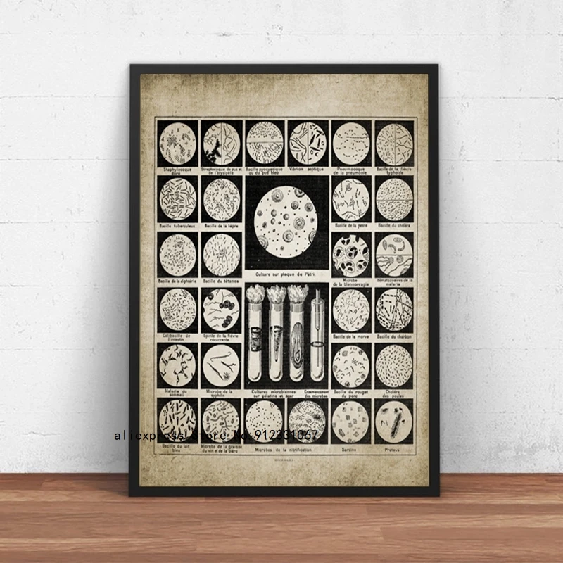 Постер с изображением бактерий. Микробиология. Художественная картина на холсте. Украшение для стены в лаборатории для студентов научных направлений. Подарок.