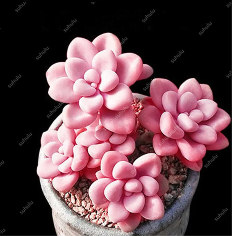 Литопс 300|Цветочные горшки и кадки| |