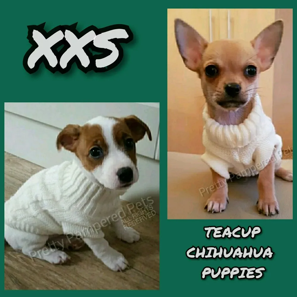 XXXS Small Puppy Knitted Sweater Tea Cup Chihuahua Dog Size Clothes Yorkie Maltese Pet jumper XXXSmall XXS Cat Kitten Coat | Дом и сад