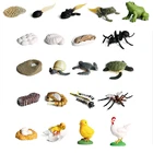 Маленькие Мини-фигурки диких животных, модель лягушки, симуляция инкубатора, циклическая фигура головастика, обучающая образовательная детская игрушка