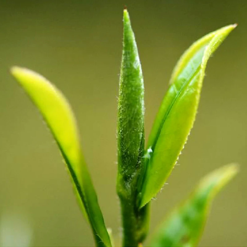 Зеленый китайский чай с зернистой текстурой весна осень высокая гора зеленый