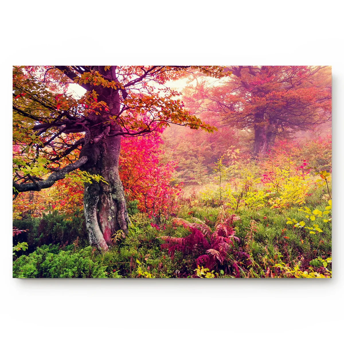 Впитывающий Коврик для кухни ванной Красного леса | Дом и сад