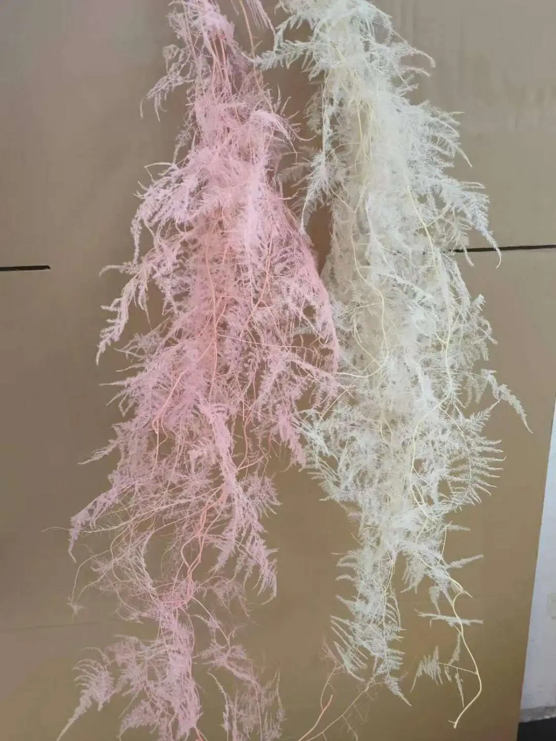 Консервированные спаржа Setaceus 2-3 шт. высушенных настоящих вьющееся растение YunZhu