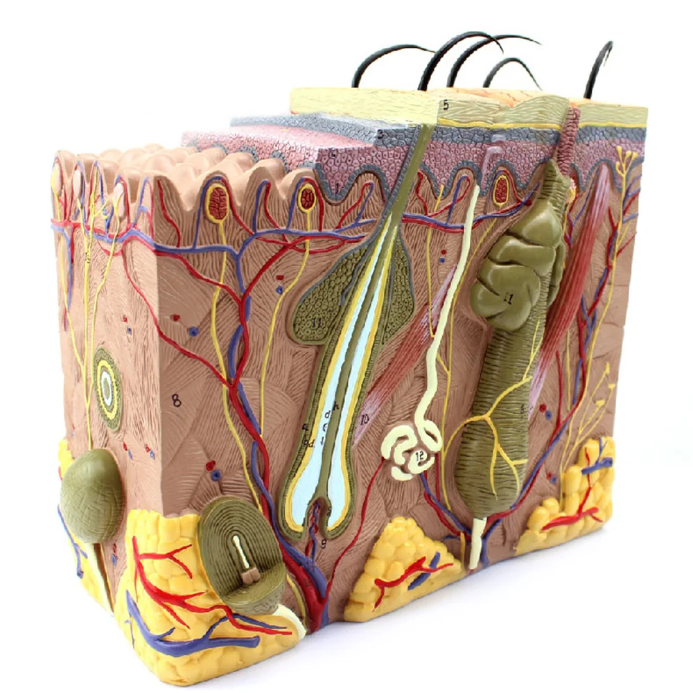 70X Life Size Anatomical Human Skin Block Model Medical Dermatology Anatomy