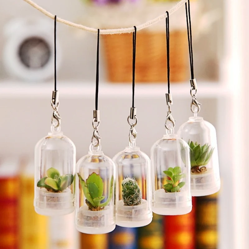 Мини-суккулент в случайном порядке зеленое мясистое растение стеклянная крышка