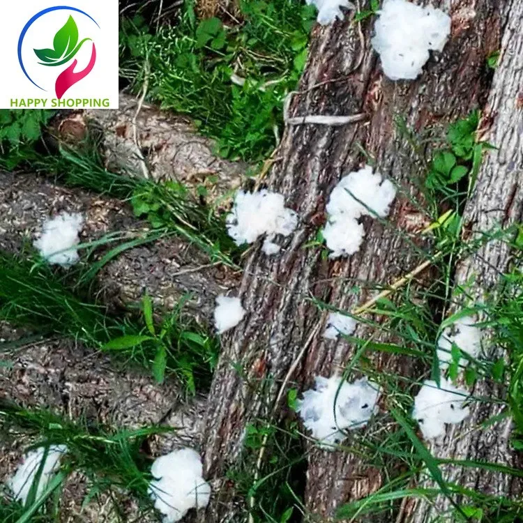 

White Fungus, Tremella Fuciformis, Mushroom,Current season White Fungus