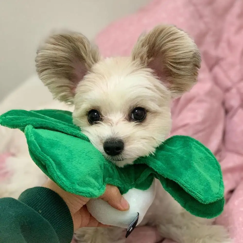 В Корейском стиле плюшевая собака игрушки пищащие капуста кукурузы каштан