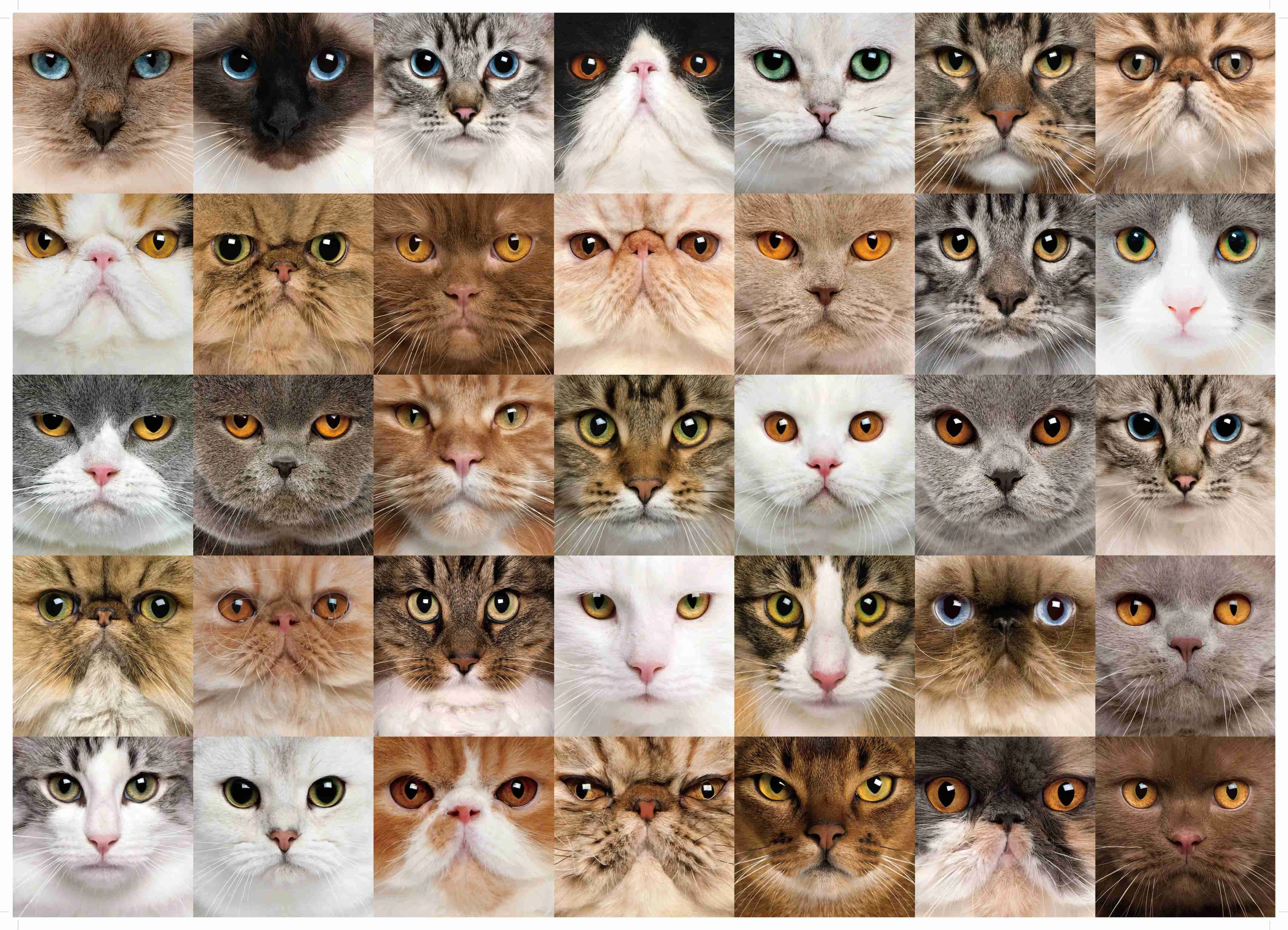 

1000PCS Puzzle Furniture DIY Decoration DIY Mural Cat Puzzle Board Set Toy For Adults Kid Christmas Gifts Educational Games Toys