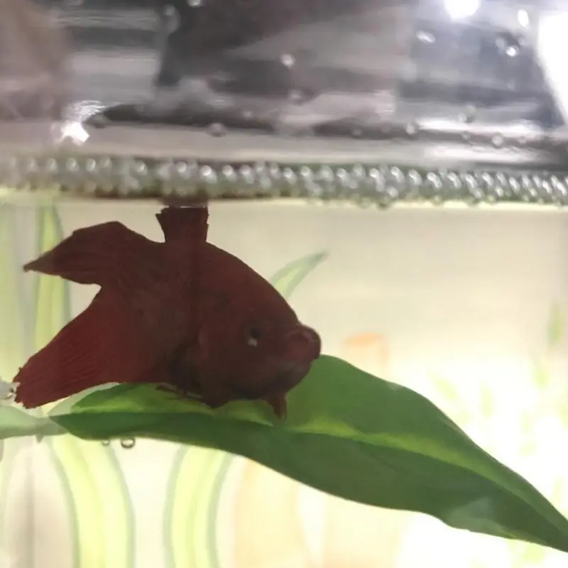 

1PC Aquarium Fish Tank Betta Bed Leaf Hammock Decoration Landscaping Simulation Betta Spawning Resting Leaves Aquatic