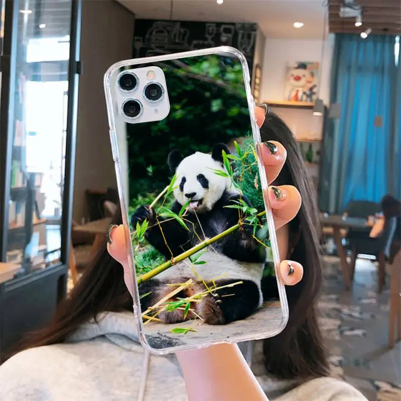 

Panda cute animal black eyes funda cover coque Phone Case Transparent for iPhone 6 7 8 11 12 s mini pro X XS XR MAX Plus