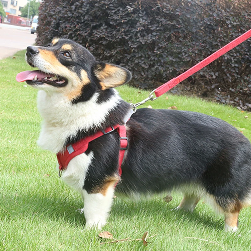 Поводок шлейка для собак и прогулок|Портупеи| |